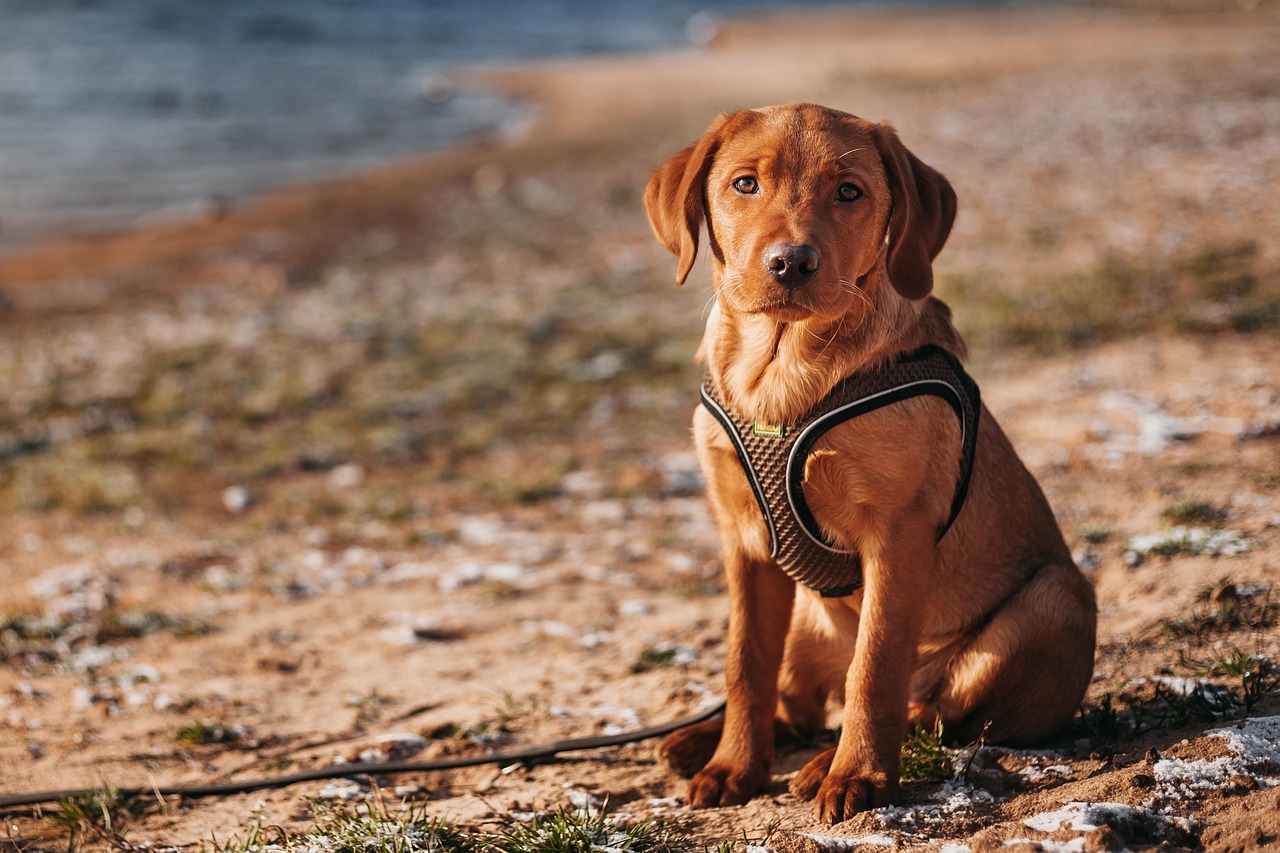 Labrador on coastal walk in Bournemouth